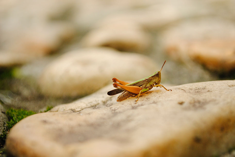 A grasshopper sitting on a rock