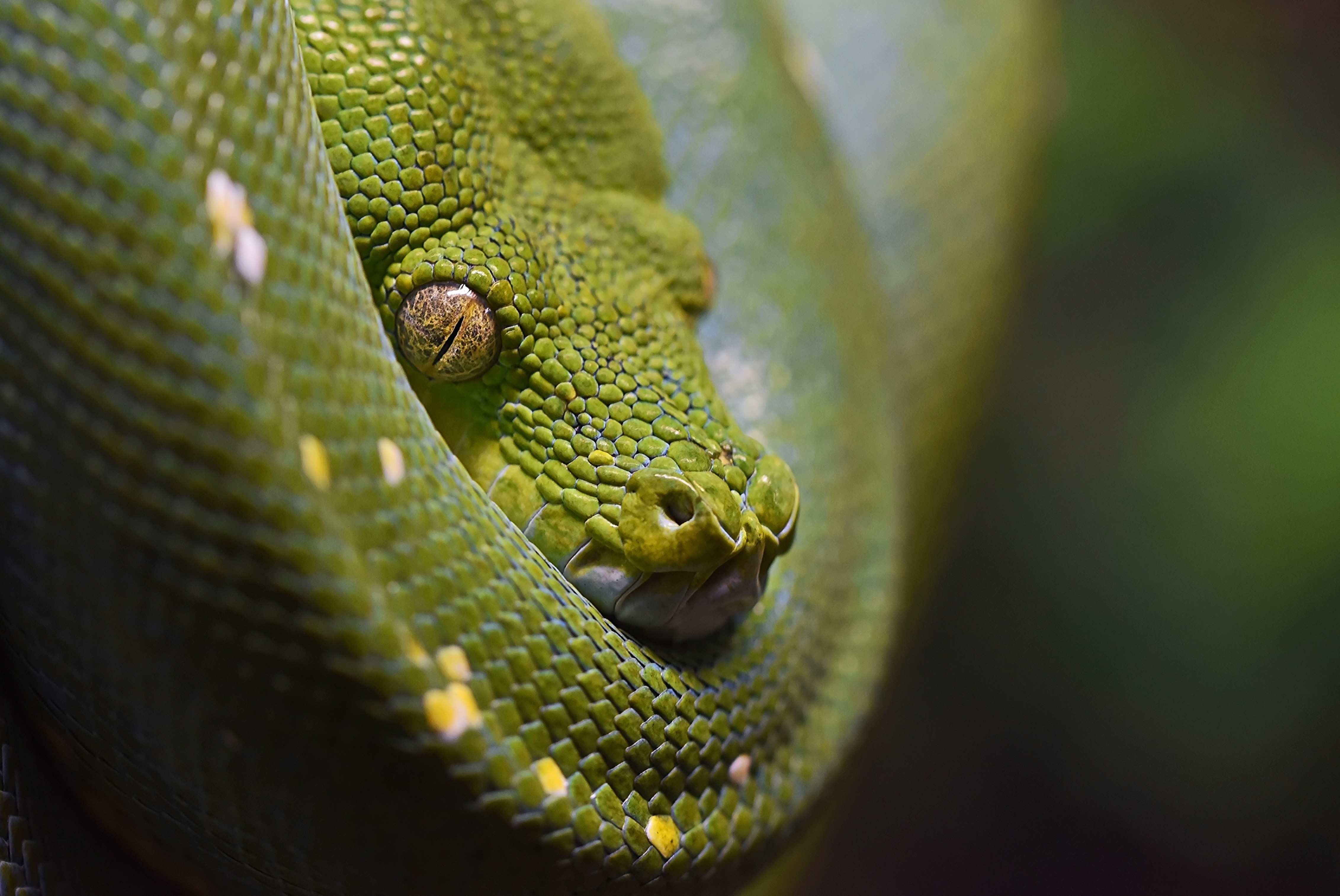 A green snake